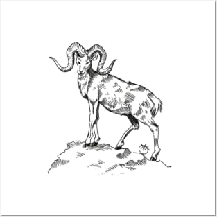 Large horned Goat Posters and Art